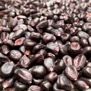 Purple Corn Whole Non-GMO 50lb