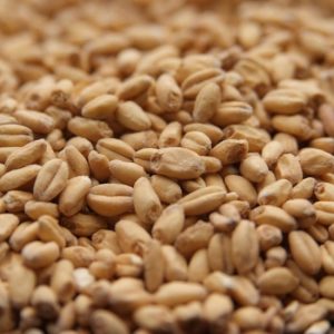 Briess White Wheat 1 lb.