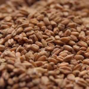Red Wheat
